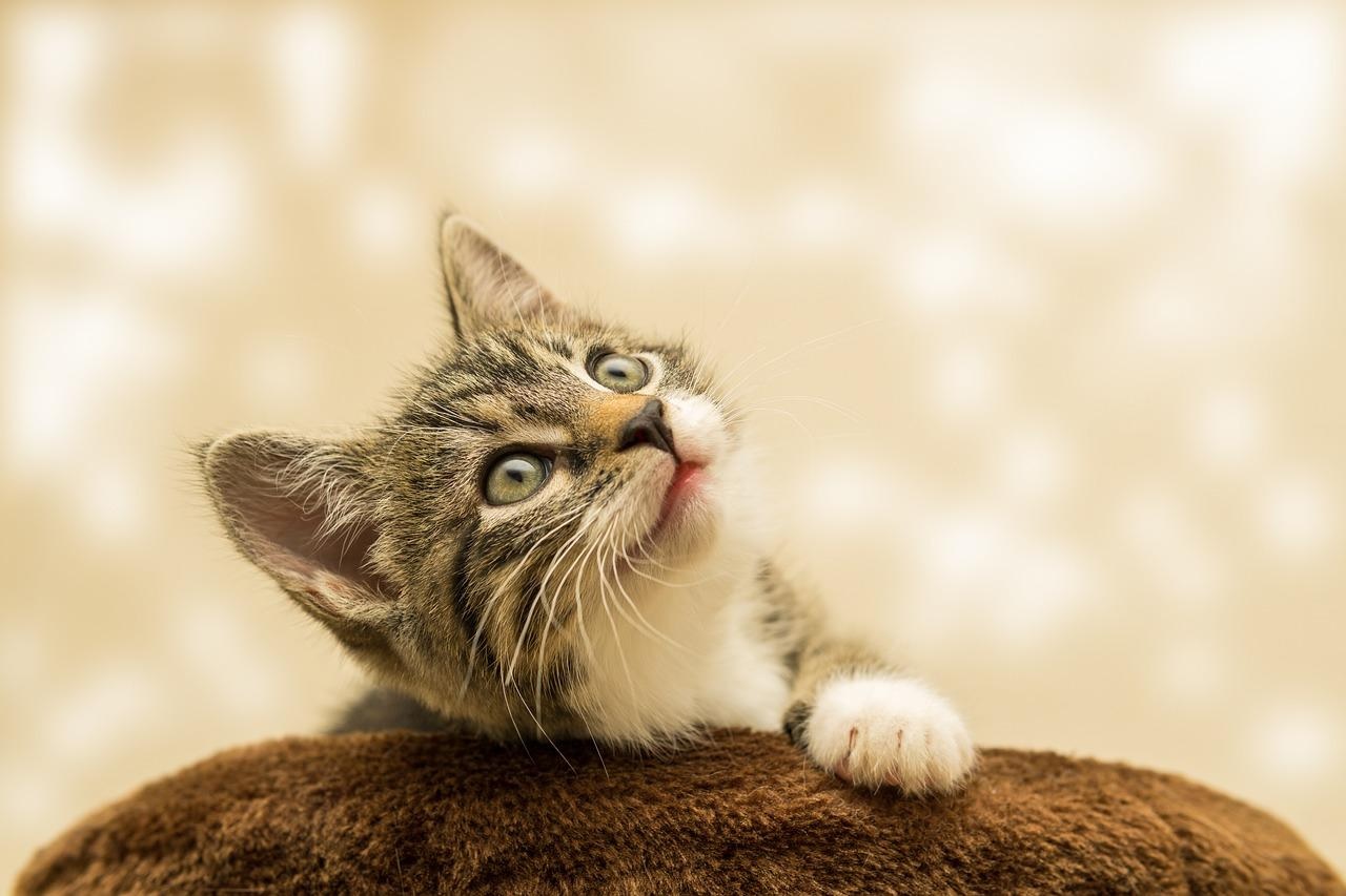 hypoallergenic wet cat food