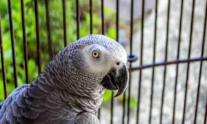 How to choose a reliable online bird store