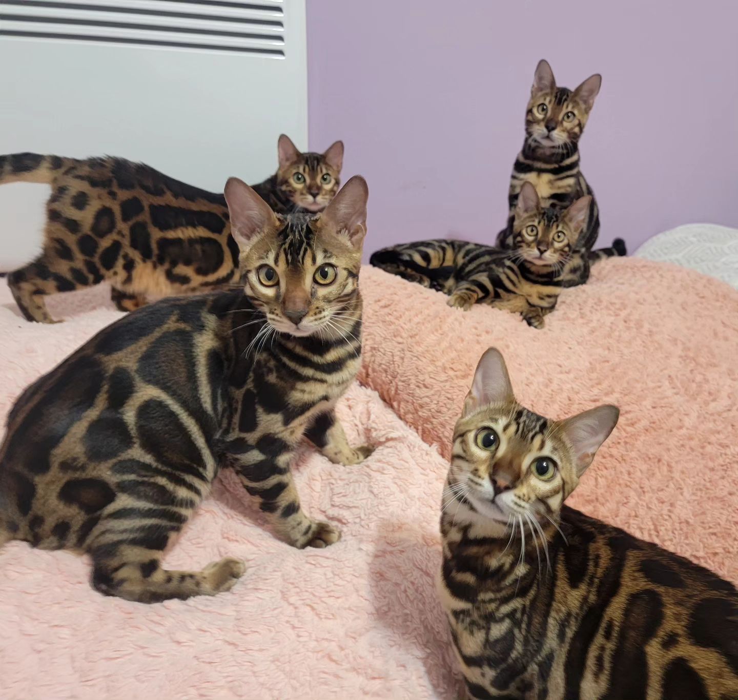 bengal kitten Toronto