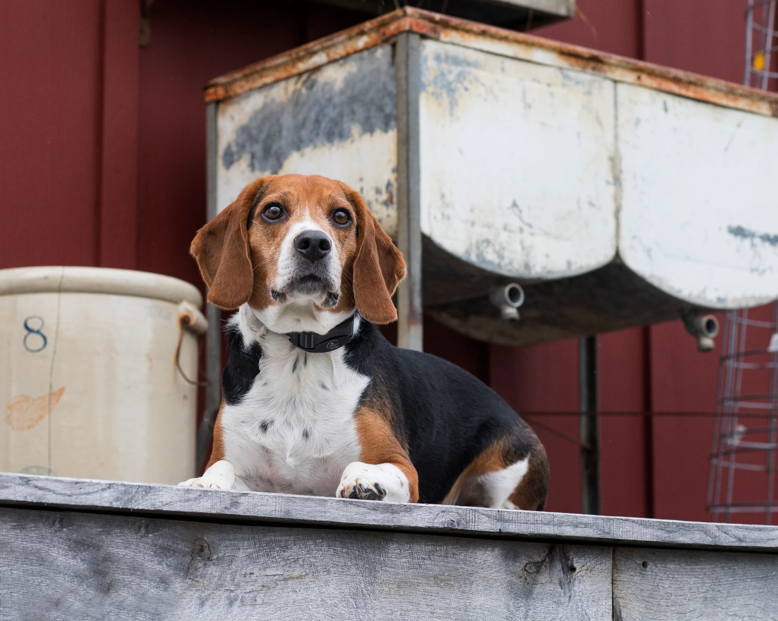 Bark Collars and Canine Behaviour: How They Impact Training
