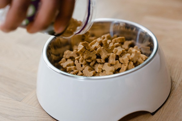 Choosing the Right Dog Food