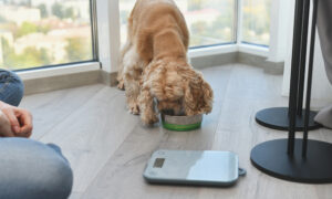 Healthy Dog Diet
