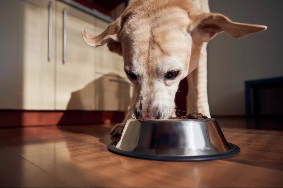 Busting Common Myths: The Truth Behind Popular Pet Nutrition Beliefs
