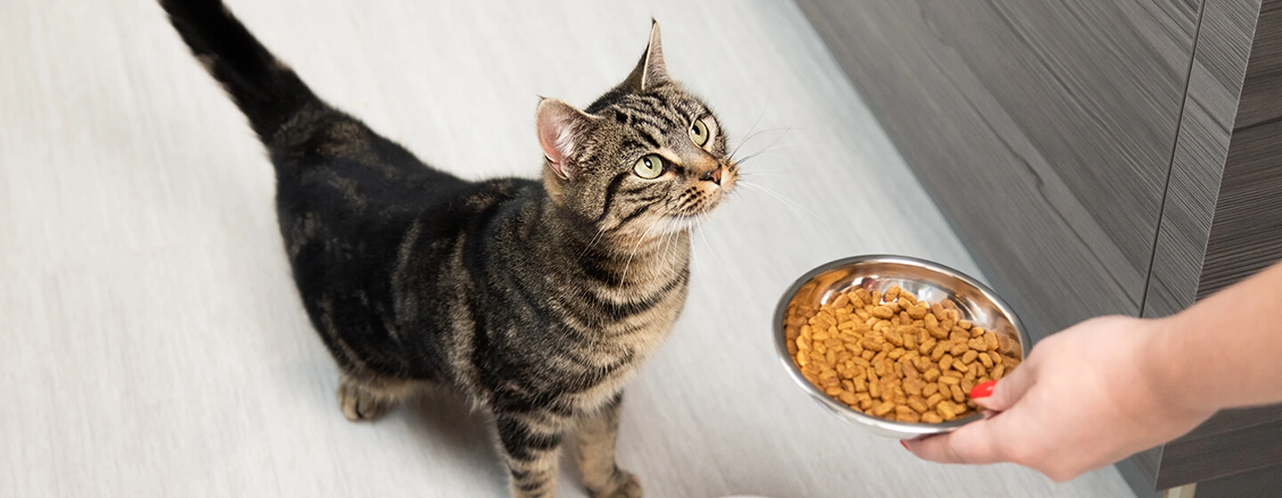 Feeding indoor senior cats – Adjusting their diet for health