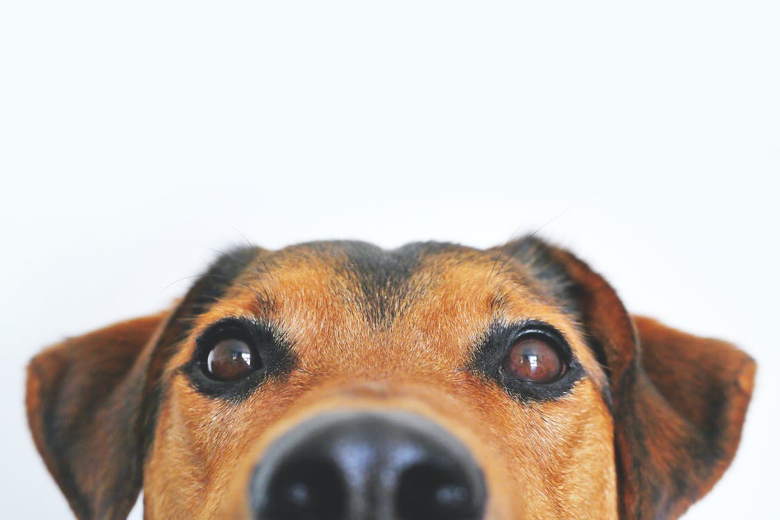 How to Cultivate a Deep Connection with Your Canine Companion