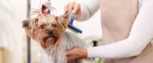 What Are the Best Dog Grooming Options in Hialeah
