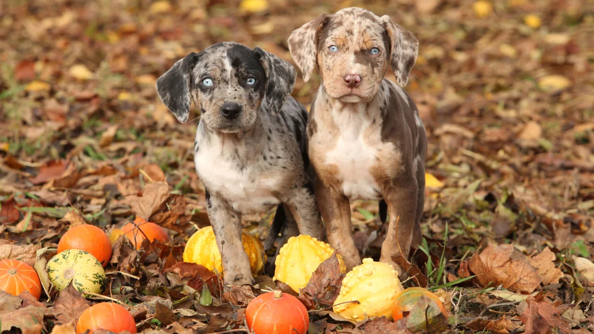 The Growing Demand for Dog Agility Sports in the World! 