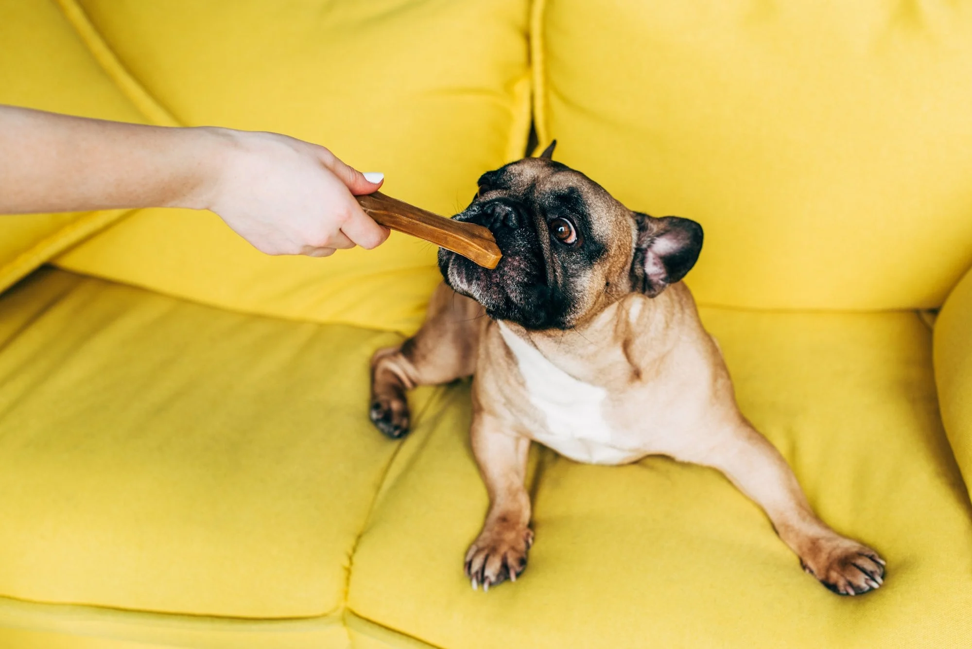 Wholesaling dog treats – what’s Marketing got to do with it?