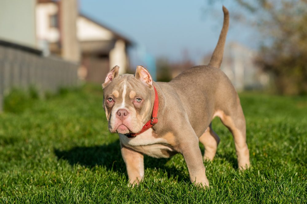 How to Get American Pocket Bully for Sale & Characteristics