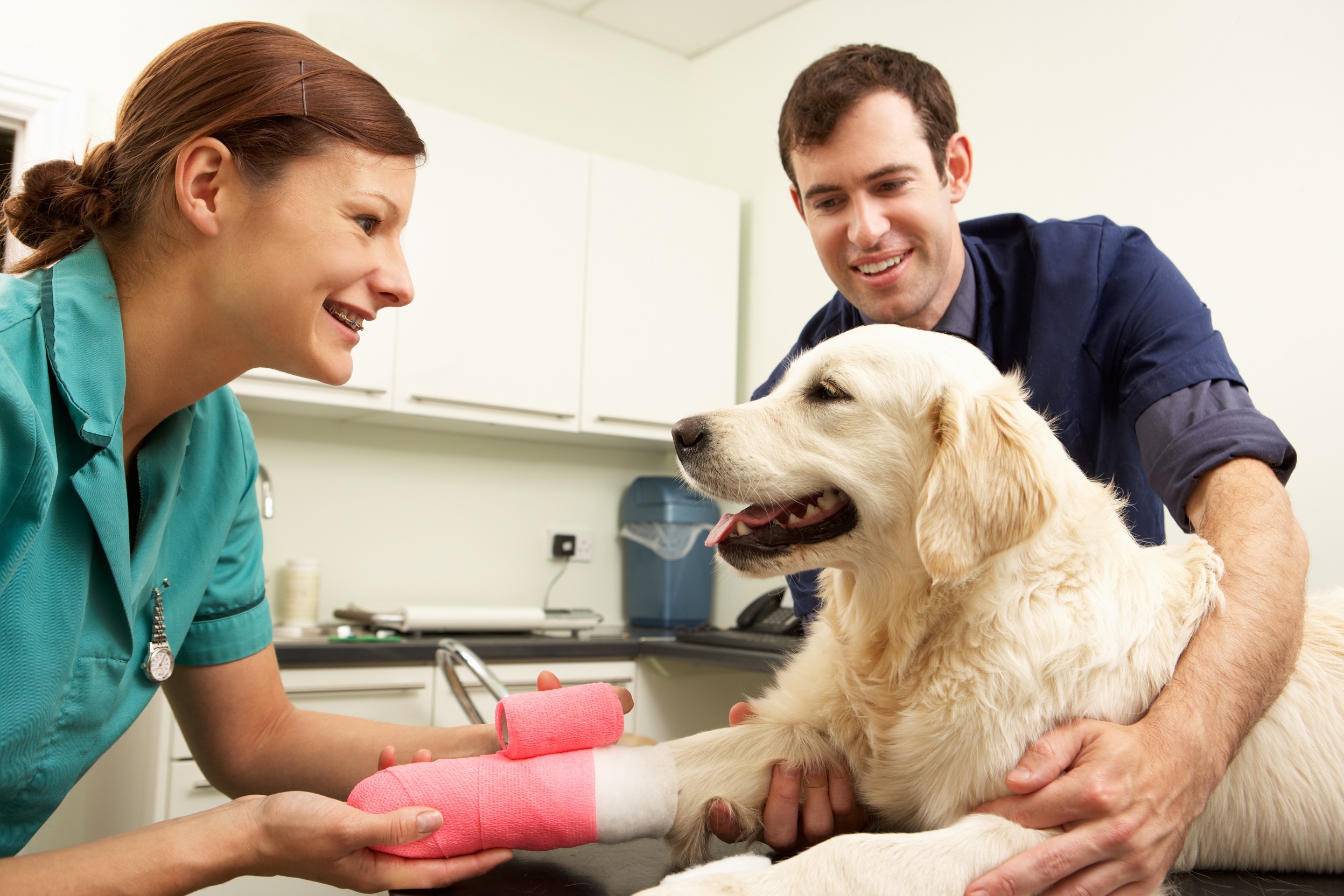 The Importance of Choosing the Right Veterinarian for Your Pet’s Health and Wellbeing