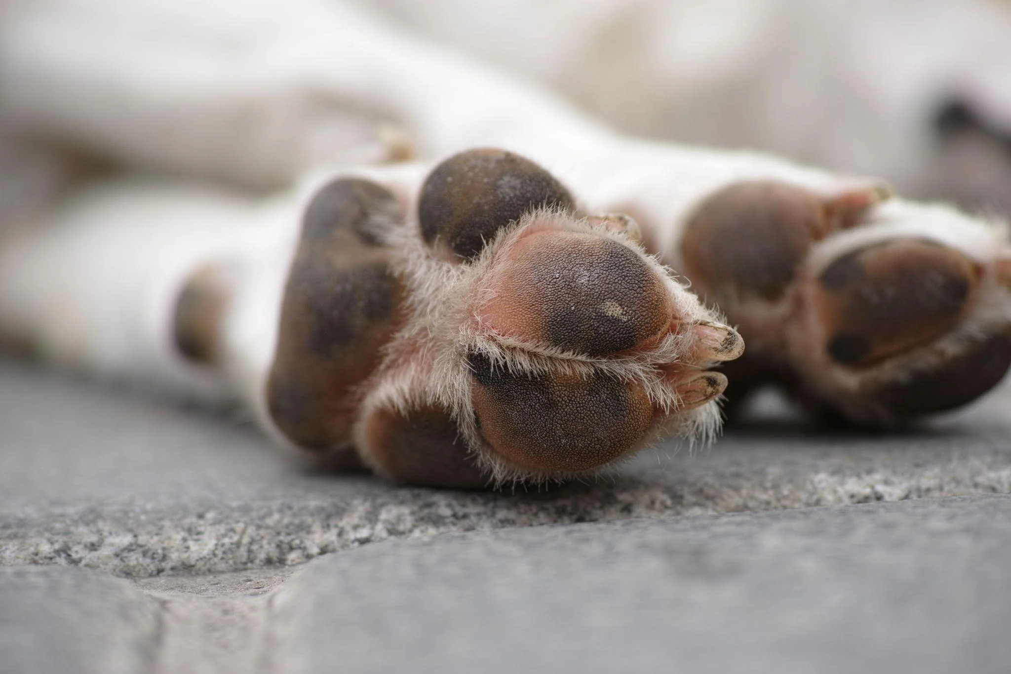How To Keep The Paws Of Your Canine Companion Healthy?