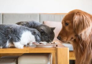 Can a Pup Eat Cat Food – Know the Benefits & Harm