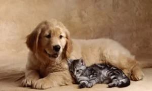 Natural Flea and Tick Repellent for Dogs and Cats