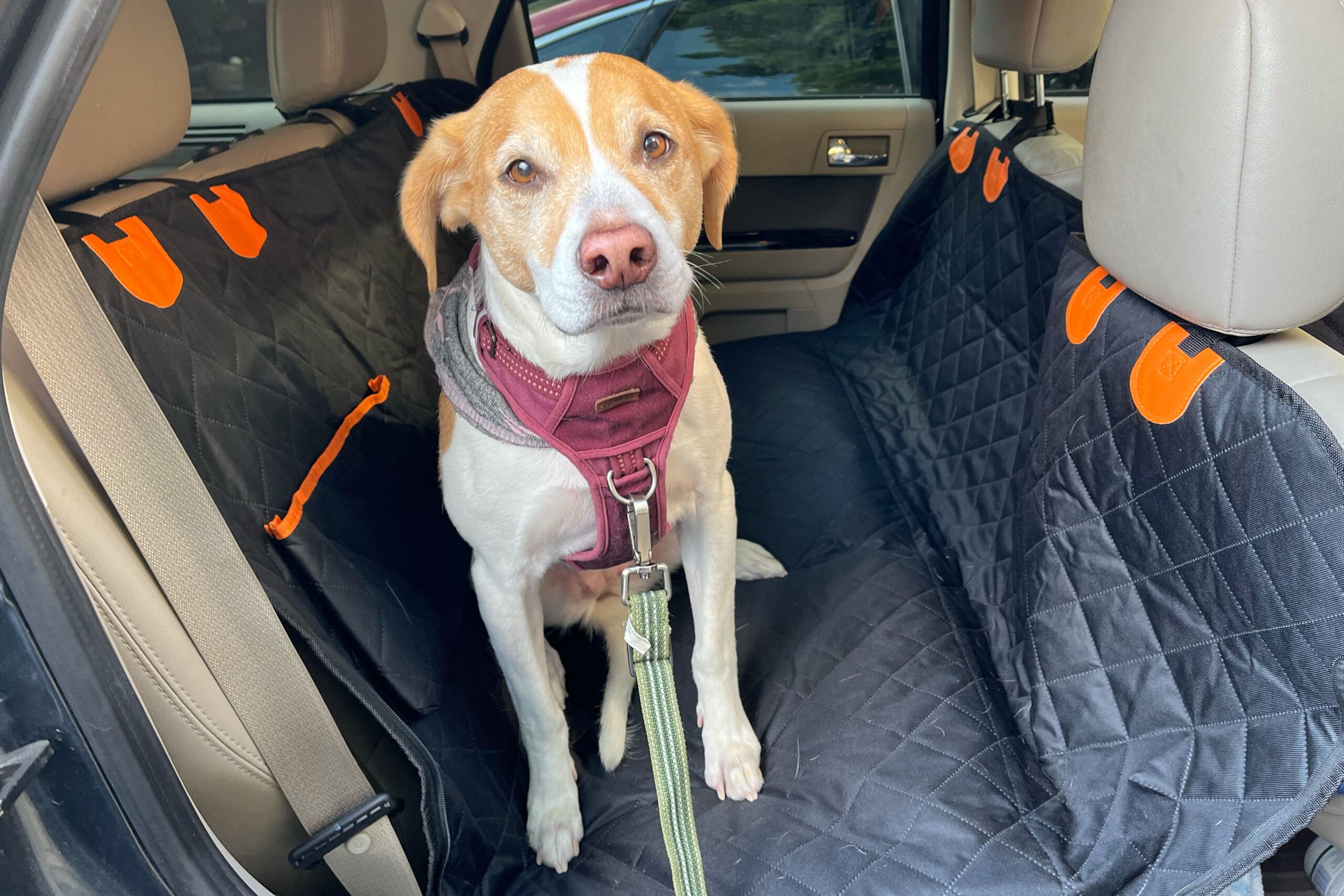 Waterproof Dog Seat Covers: Protect Your Car from Messy Paws