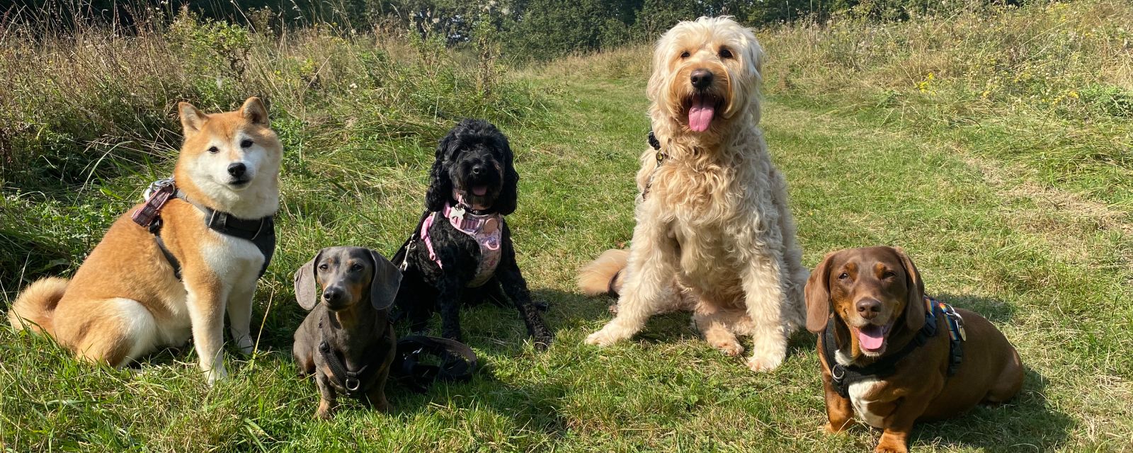 Reliable Pet Sitting Services in Essex: Tailored Care for Your Beloved Pets