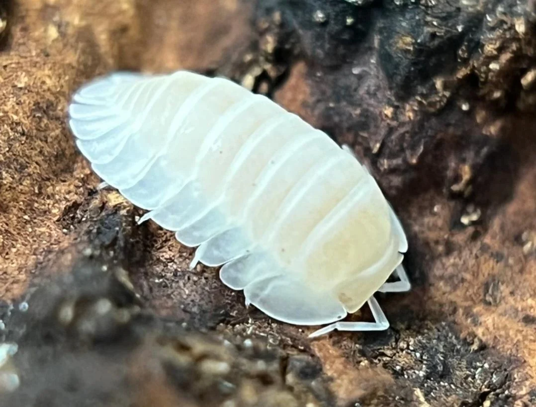 As isopods become more popular, they become a hobbyist’s dream.