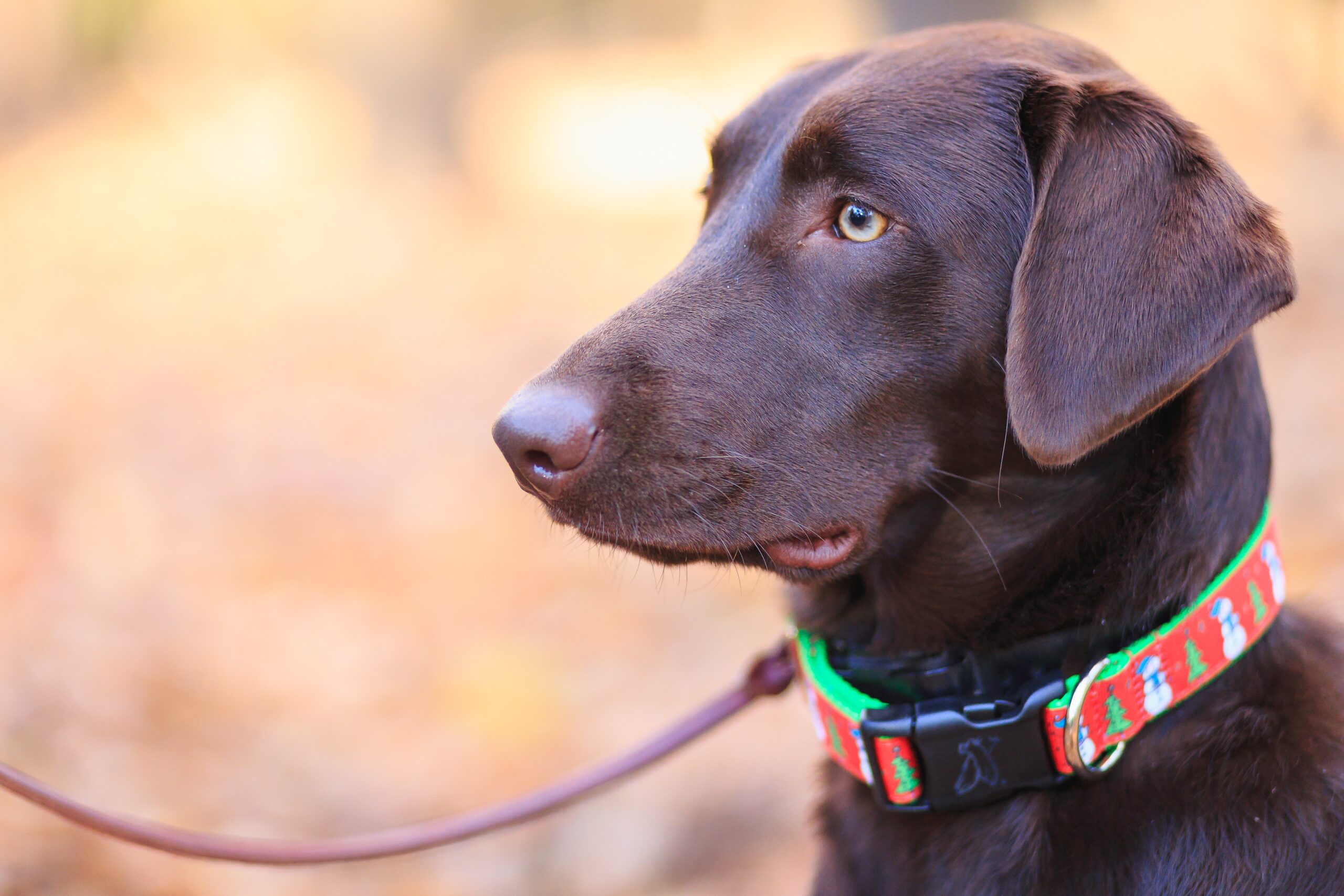Know The Science Of Dog Leash And Collars: How Different Designs Affect Dog Behavior & Comfort