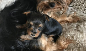 yorkie puppy