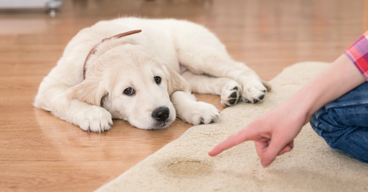Best Shampoos for Dogs: Choosing the Right One for Your Pup’s Coat