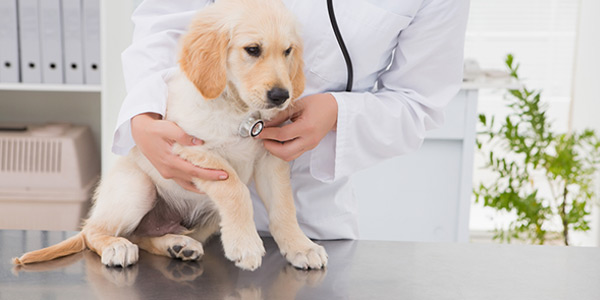Veterinary Services