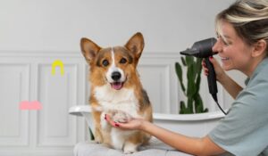 Eco-Friendly Dog Grooming Products: Sustainable Choices for Conscious Pet Owners