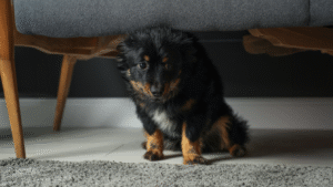 Tips for Soothing Your Pet’s Anxiety Naturally and Safely