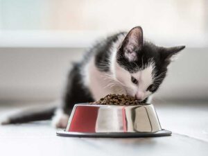 Kakato: Ensuring Balanced Meals for Your Feline Friend