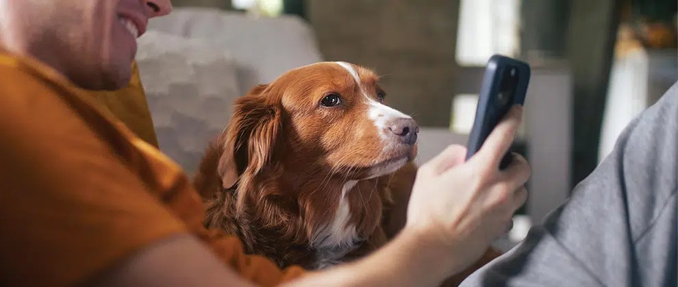 Veterinary Blood Glucose Meter vs. Human Models: What’s the Difference?