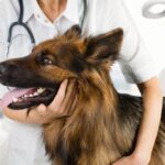 More Than Just Digestion: How 'Camelus' Probiotics Support Your Dog's Overall Immunity and Vitality