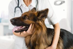 More Than Just Digestion: How 'Camelus' Probiotics Support Your Dog's Overall Immunity and Vitality