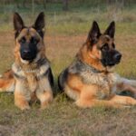 Do DDR German Shepherds Make Good Family Companions?