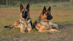 Do DDR German Shepherds Make Good Family Companions?