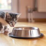 Top 10 Things to Know About Royal Canin Dry Kitten Food