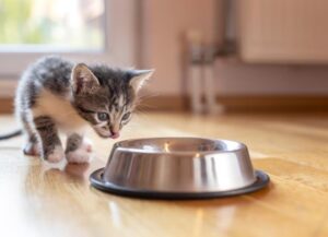 Top 10 Things to Know About Royal Canin Dry Kitten Food