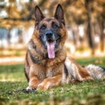 Do DDR German Shepherds Make Good Personal Protection Dogs?