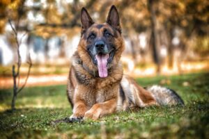 Do DDR German Shepherds Make Good Personal Protection Dogs?
