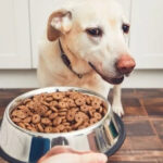 5e408fa95e97252ed68d1a15_food-recall