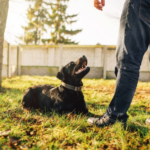 Expert Dog Training in Baltimore, MD — Always Faithful Dog & Puppy Training