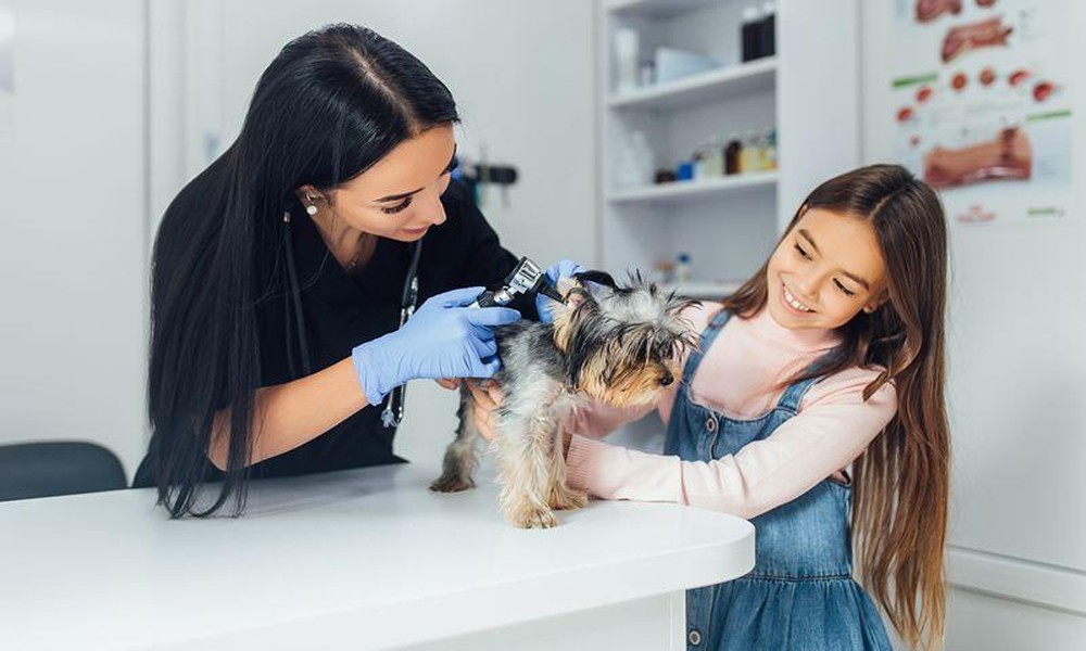 emergency_vet_care_for_first-time_pet_owners_9807_featured