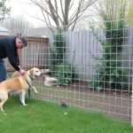 Invisible Dog Fence Options for Pet Safety in Minnesota
