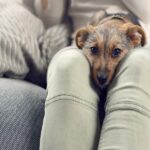 Your Puppy Isn’t Being “Bad” — They’re Just Learning How to Be a Dog