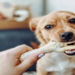 Professional Methods for Testing Canine Snacks