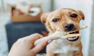 professional_methods_for_testing_canine_snacks_32493514_featured