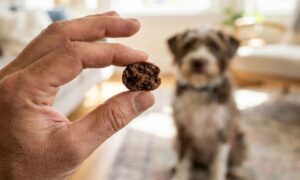 the_power_of_high_quality_treat_rewards_for_canine_32493520_featured