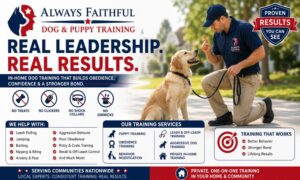 always_faithful_dog_puppy_training_boston_ma_real_32508061_featured