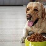 Treats That Actually Work: Discover the Best Dog Training Treats Brand Trainers Secretly Love
