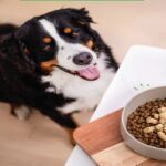 Pet Supplies Wholesale Singapore for Quality Products at Better Prices