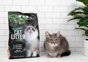 Cat Litter and Allergies: The Connection Most Owners Don’t Think to Check
