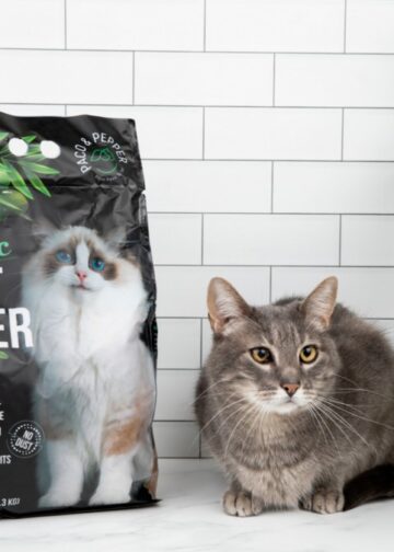 Cat Litter and Allergies: The Connection Most Owners Don’t Think to Check