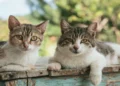 Extra-large cat trees complement scratching posts in what ways?